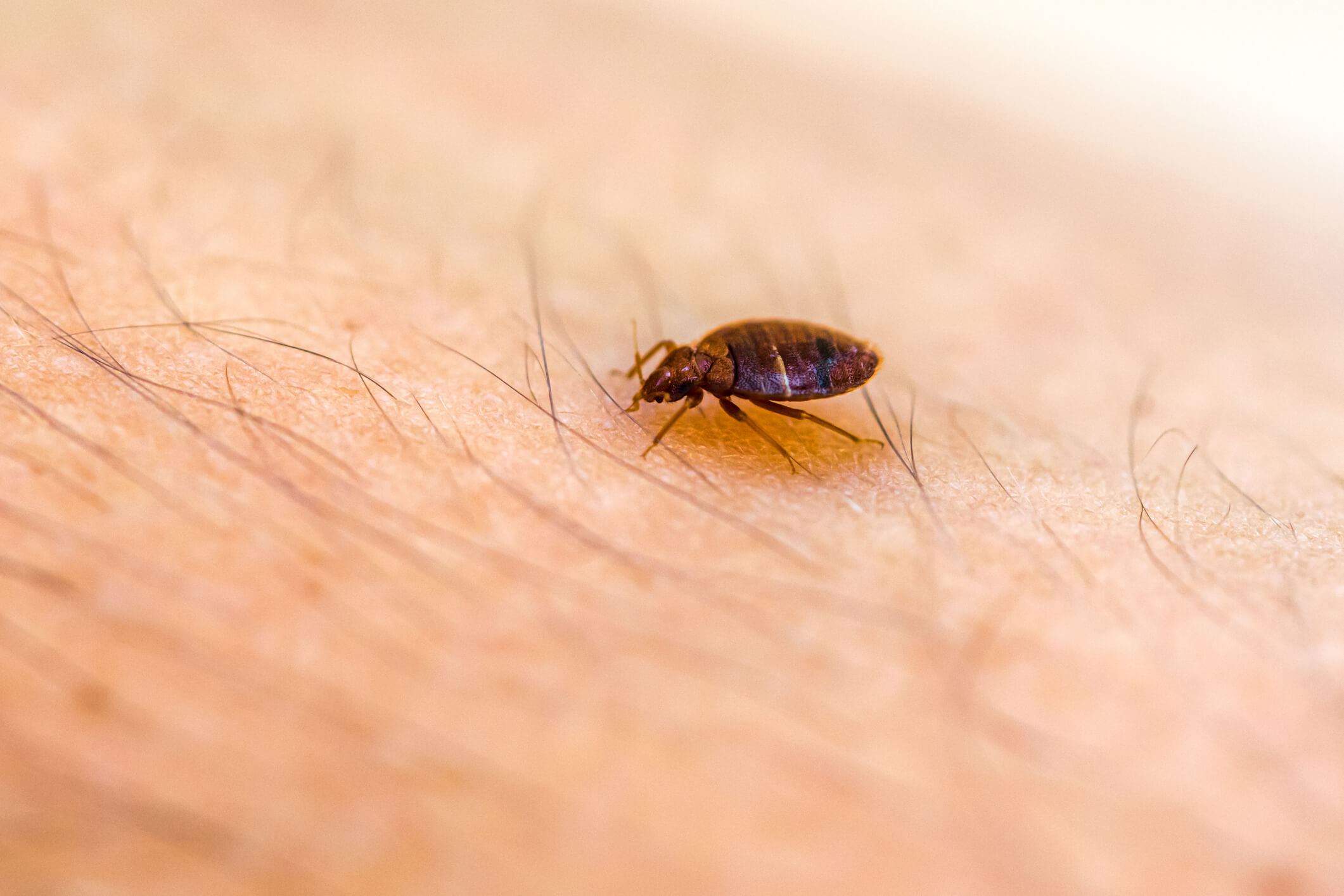 Top Rated Milwaukee Bed Bug Exterminators for Fast Service