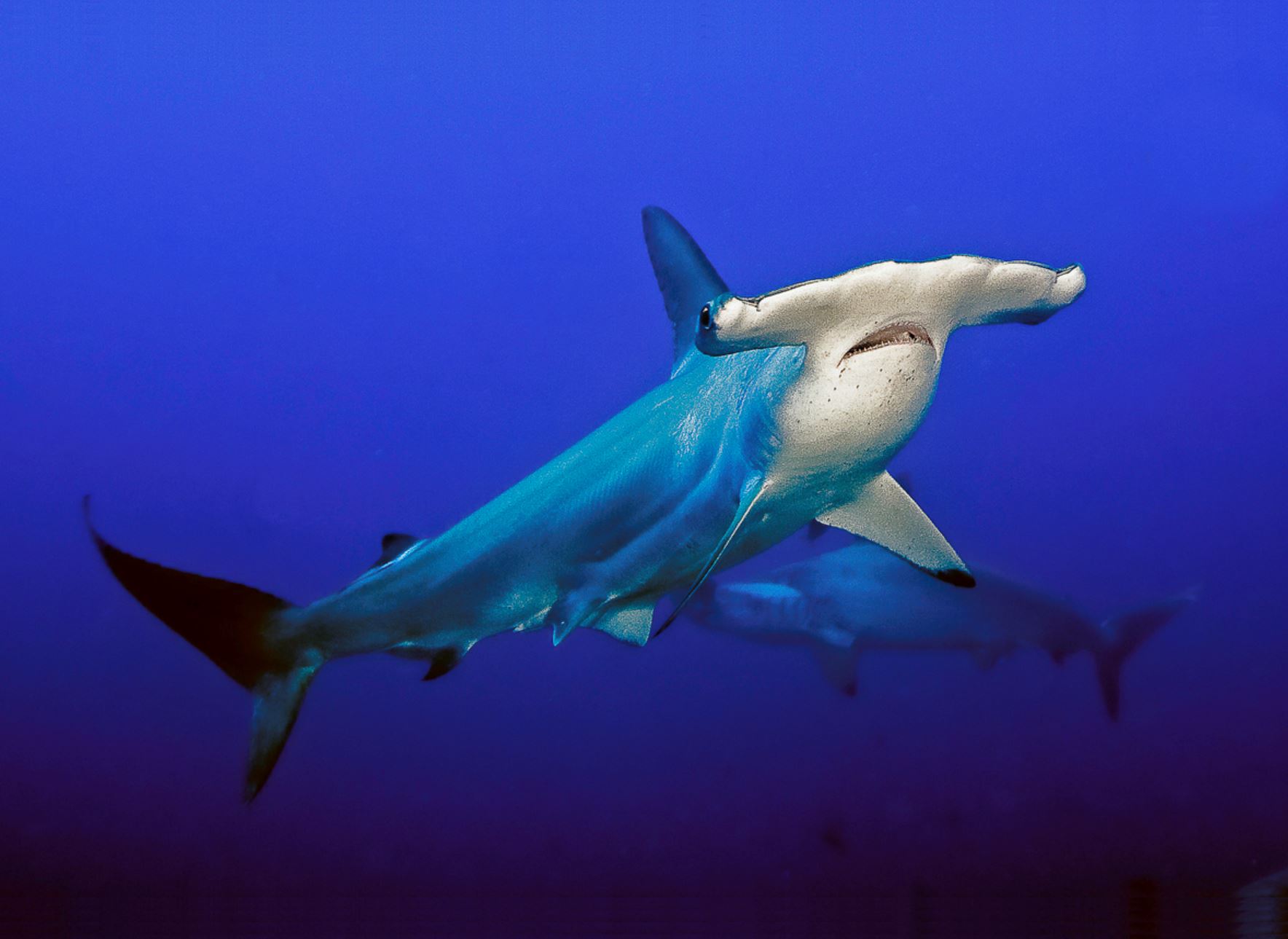 Mexico Diving Holidays: From Cenotes to Ocean Giants