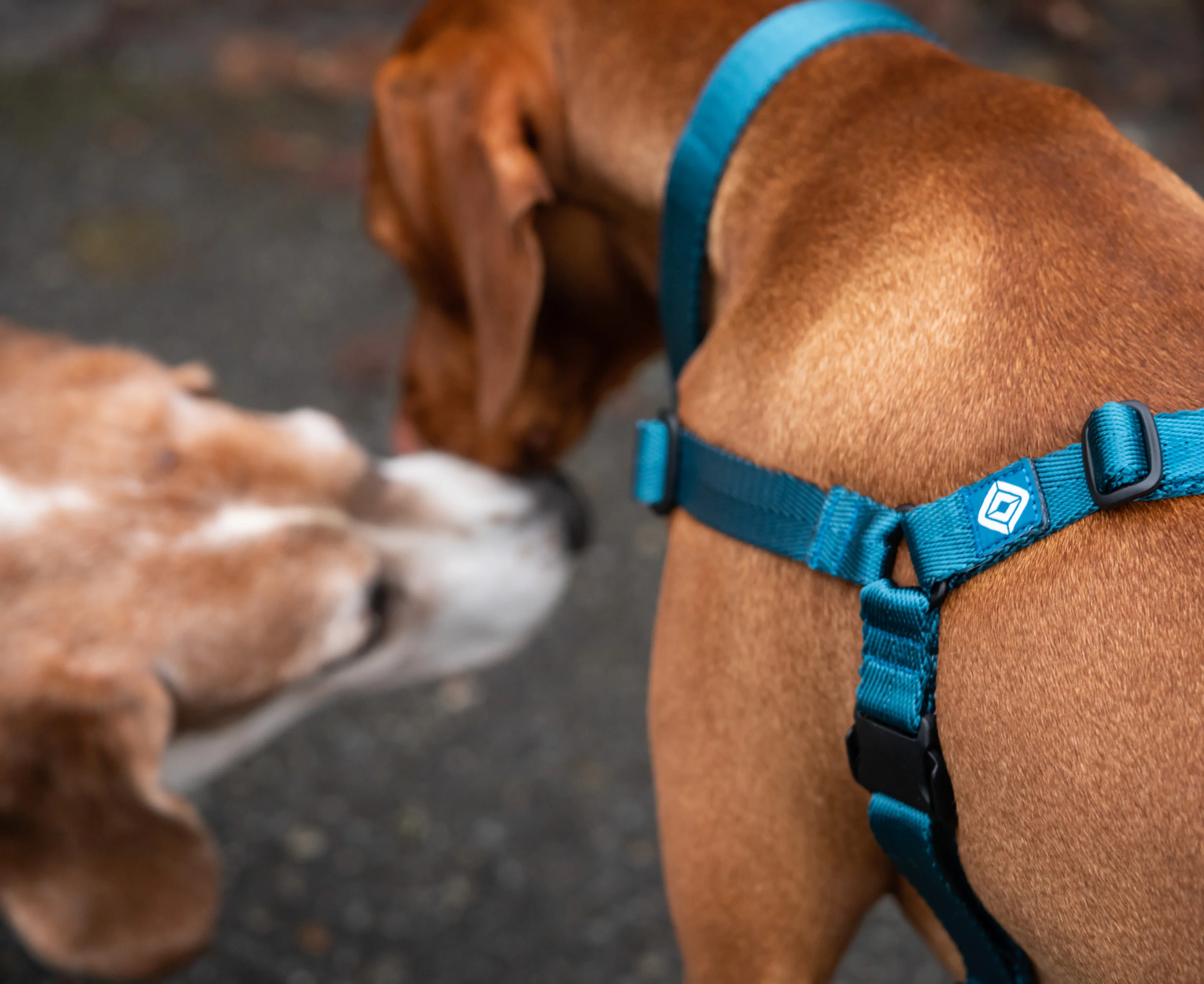 10 Best Dog Harness Supplier Worldwide OKEYPETS offers premium pet gear